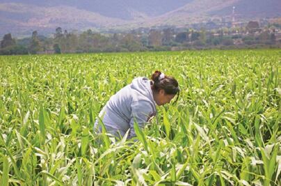 Solicitan impulsar testamento agrario