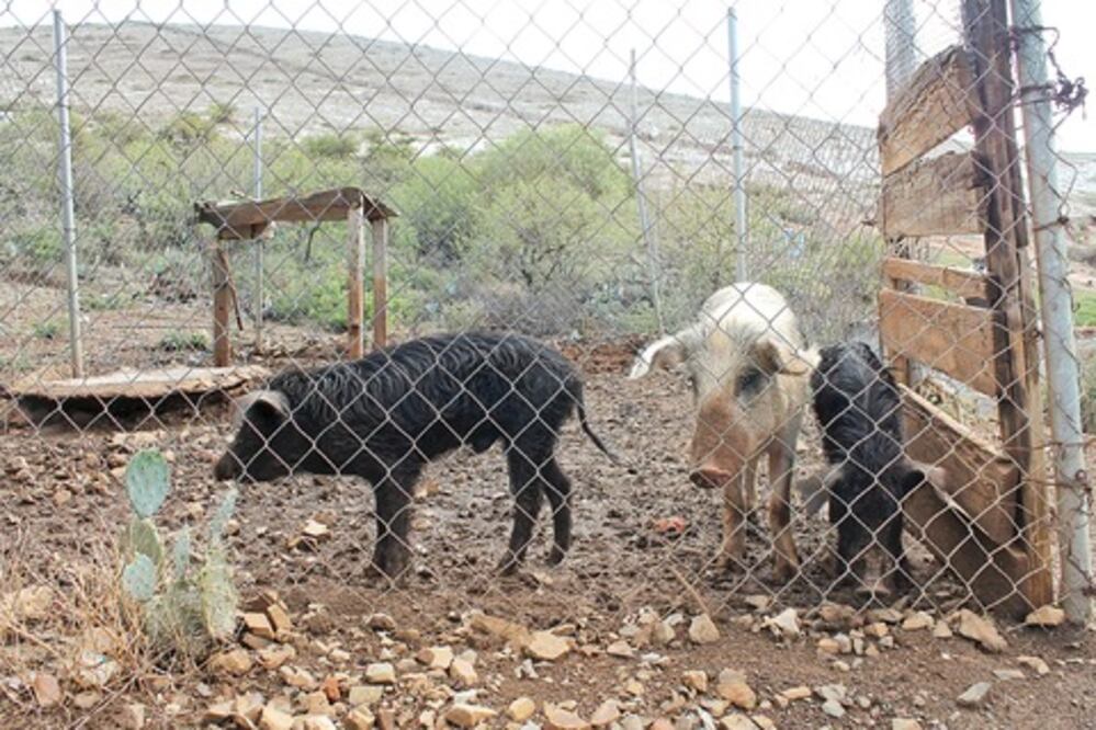 Alertan de matanza clandestina en SJR