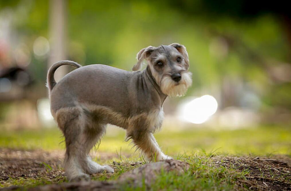 Foto: Cortesía Luis Sánchez