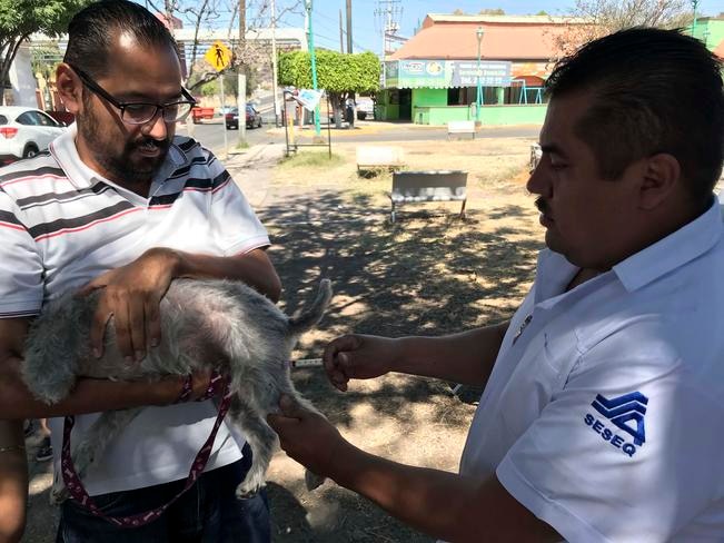 Vacunas para salvar la vida de las mascotas