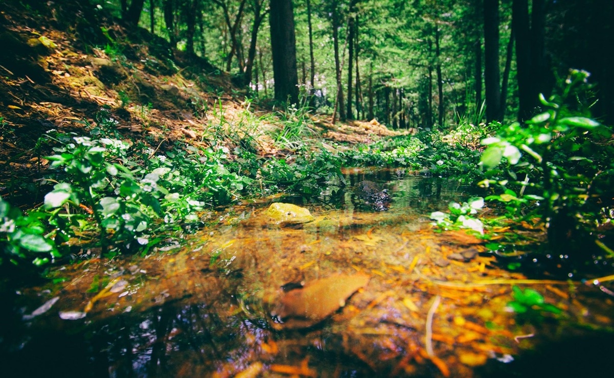 El manantial El Millán es de los destinos favoritos de los amantes del ecoturismo. Foto: Amealco Pueblo Mágico