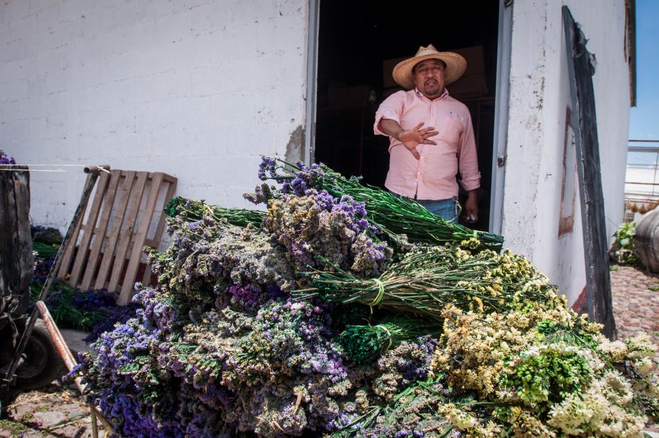 Desde hace 27 años, la empresa ‘Rancho Tucajay’ se dedica a producir follajes deshidratados y naturaleza muerta
