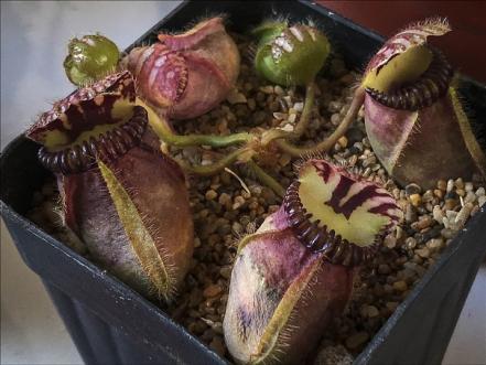 #NuestrasHistorias: Difunden aprendizaje en la venta de plantas carnívoras