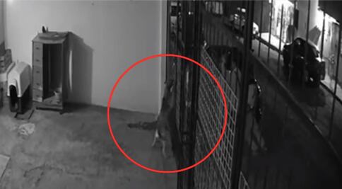 Sujetos provocan a perrita y después le disparan; sucedió en Hidalgo