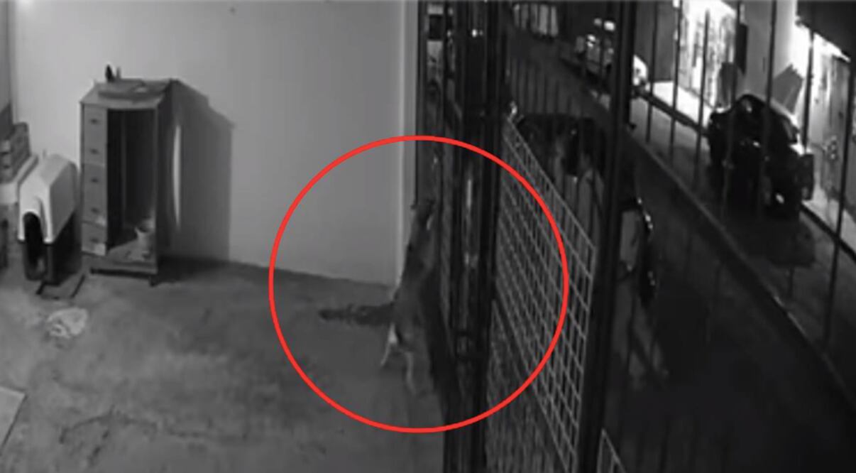 Foto: Captura de pantalla