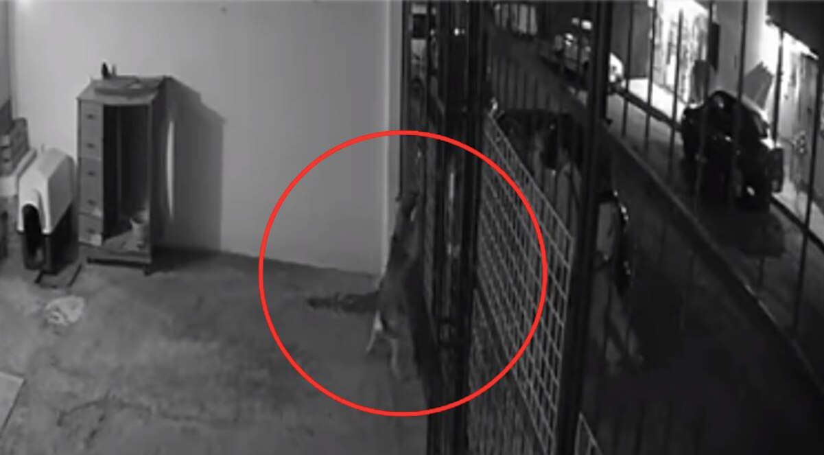 Foto: Captura de pantalla