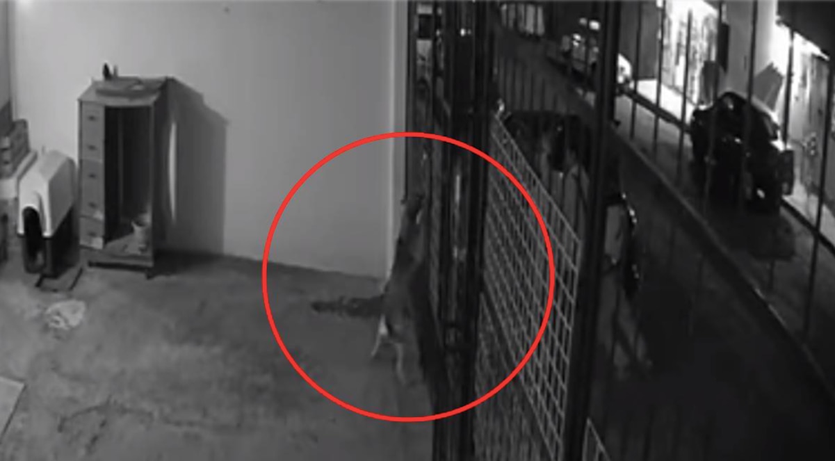 Sujetos provocan a perrita y después le disparan; sucedió en Hidalgo