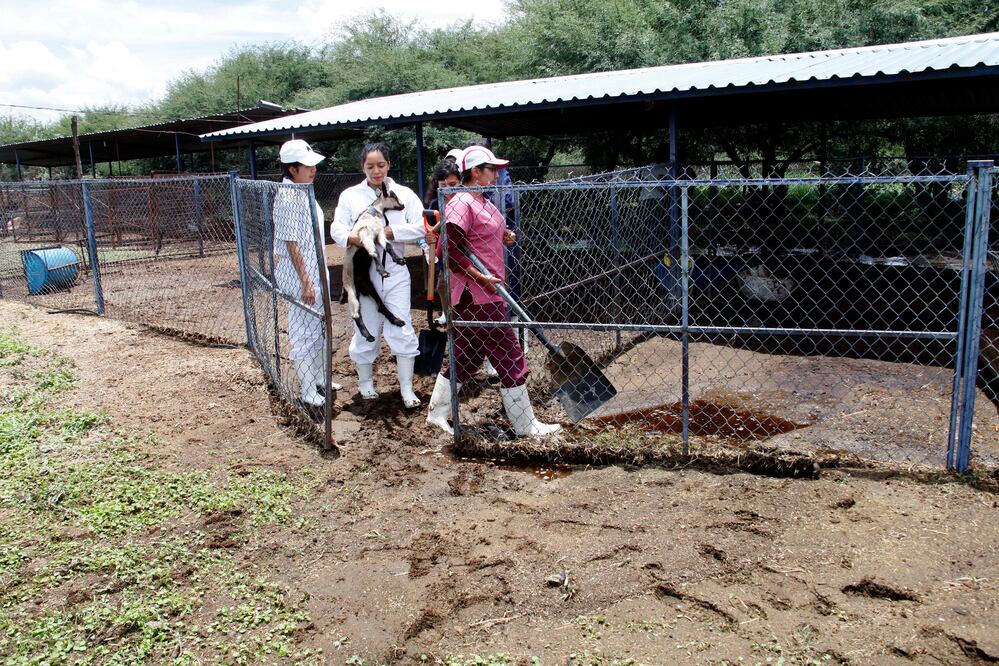 El rancho de la Universidad resguarda 800 cabezas de ganado. / Foto: Guillermo González