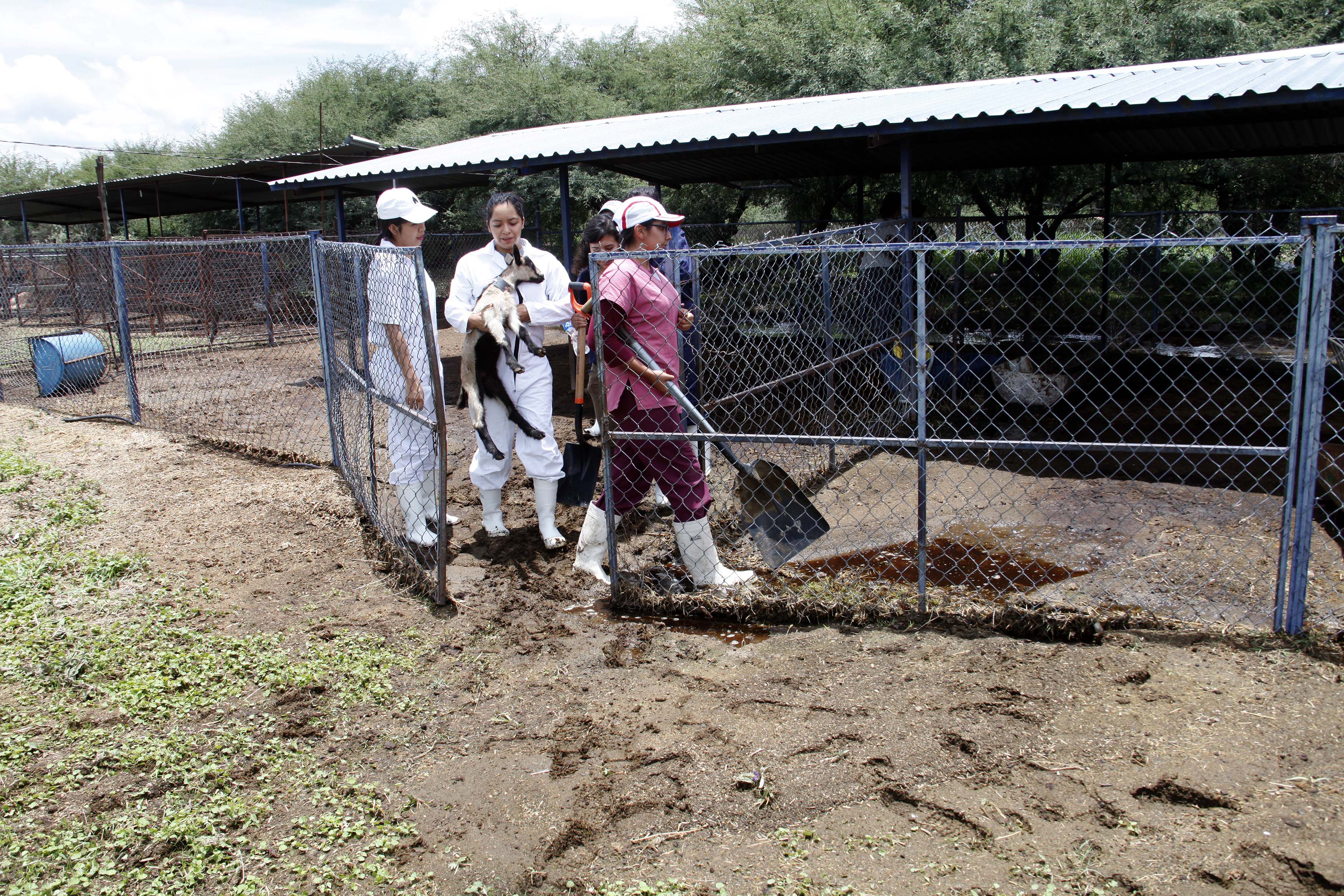 El rancho de la Universidad resguarda 800 cabezas de ganado. / Foto: Guillermo González
