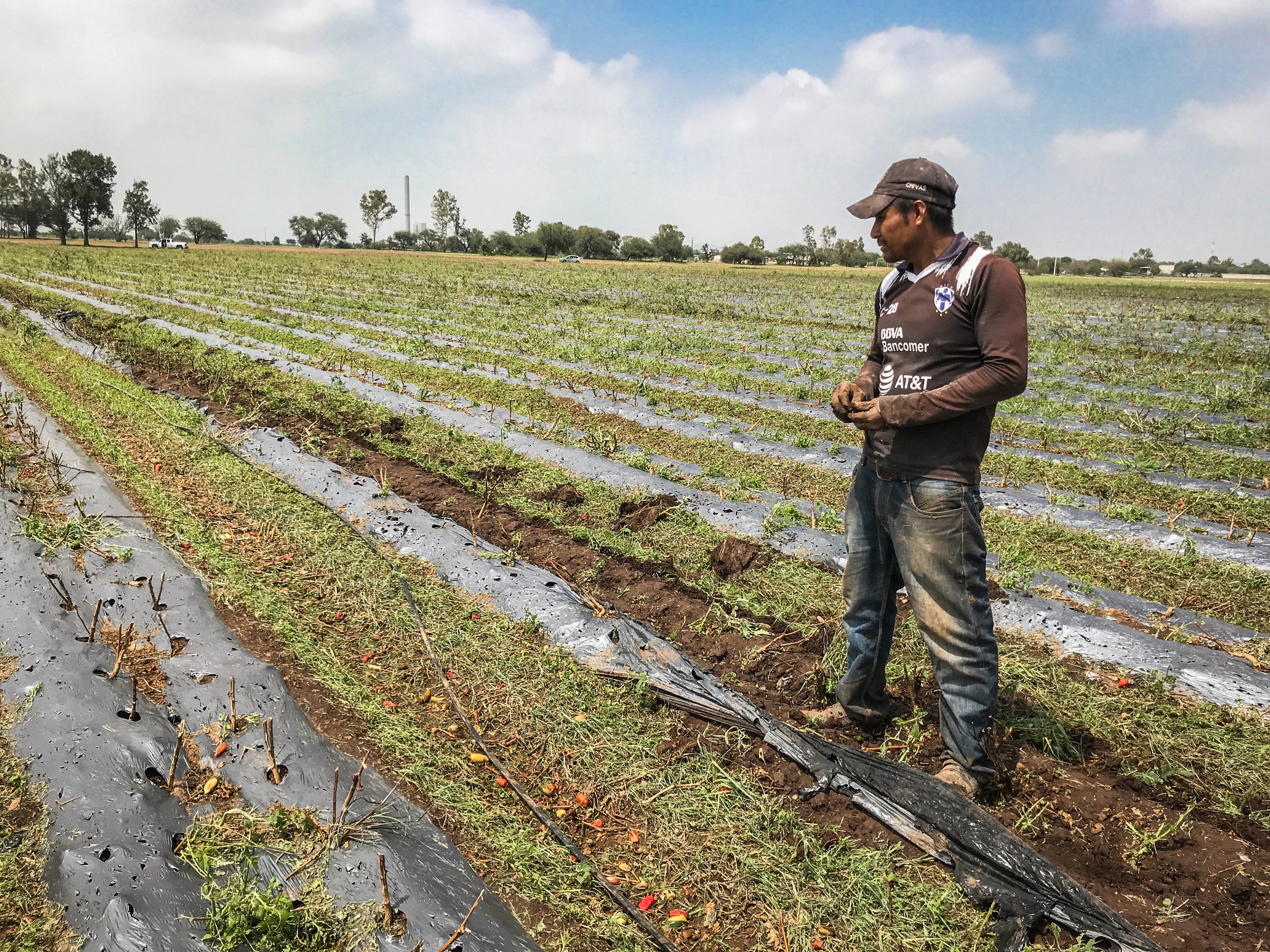Granizada en La Griega afecta al campo