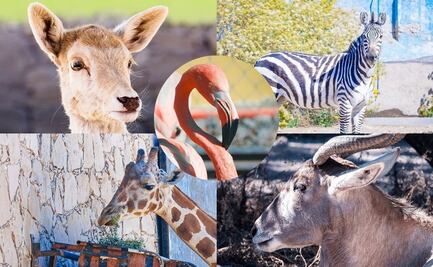 Zoológico de Wamerú de Querétaro: ¿Cuánto cuesta y cómo llegar?