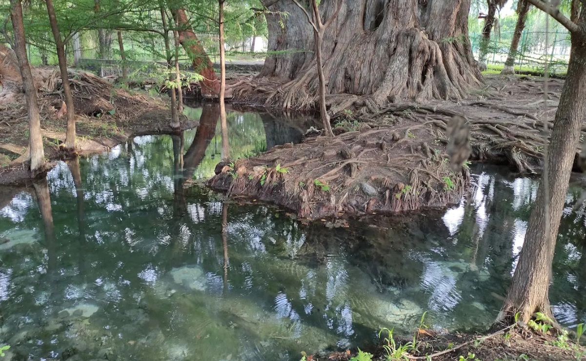 Cómo llegar a las pozas de Concá, el paraíso natural de la Sierra Gorda