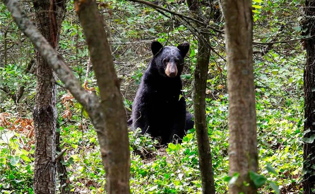 En el marco del Día Mundial de la Vida Silvestre, surgen alianzas clave para fortalecer la preservación del oso negro. Foto: Cortesía