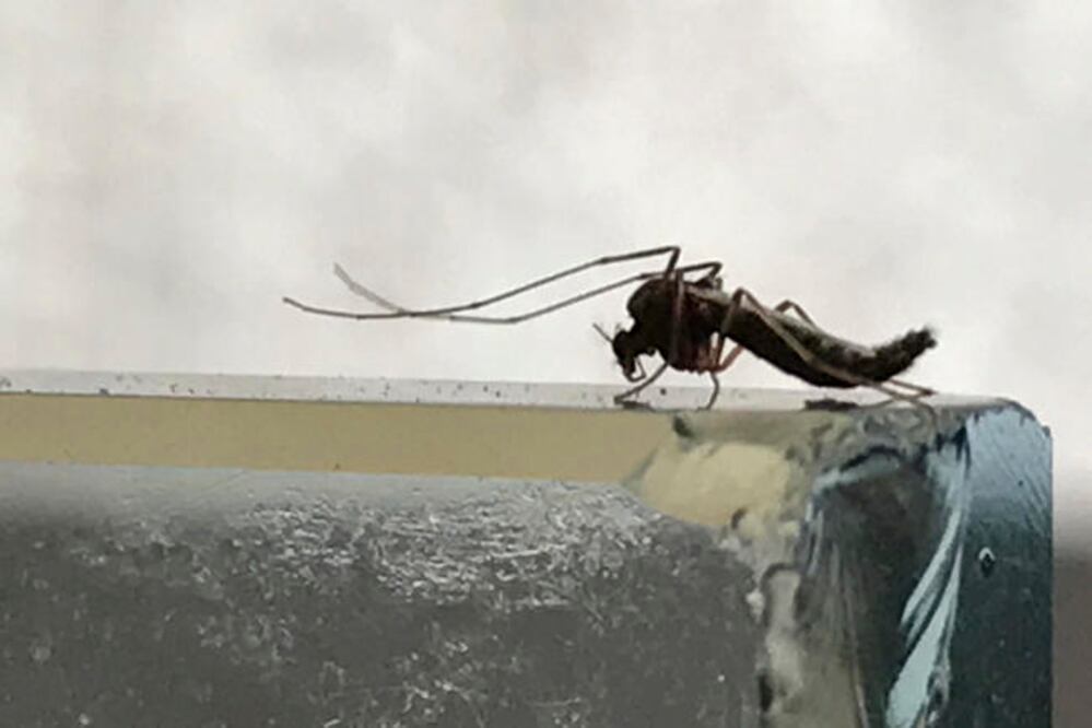 Los síntomas que presentan las personas infectadas por el zika son identificables al cabo de un periodo de incubación de cuatro a 10 días después de la picadura de un mosquito infectado (DEMIAN CHAVEZ. EL UNIVERSAL)