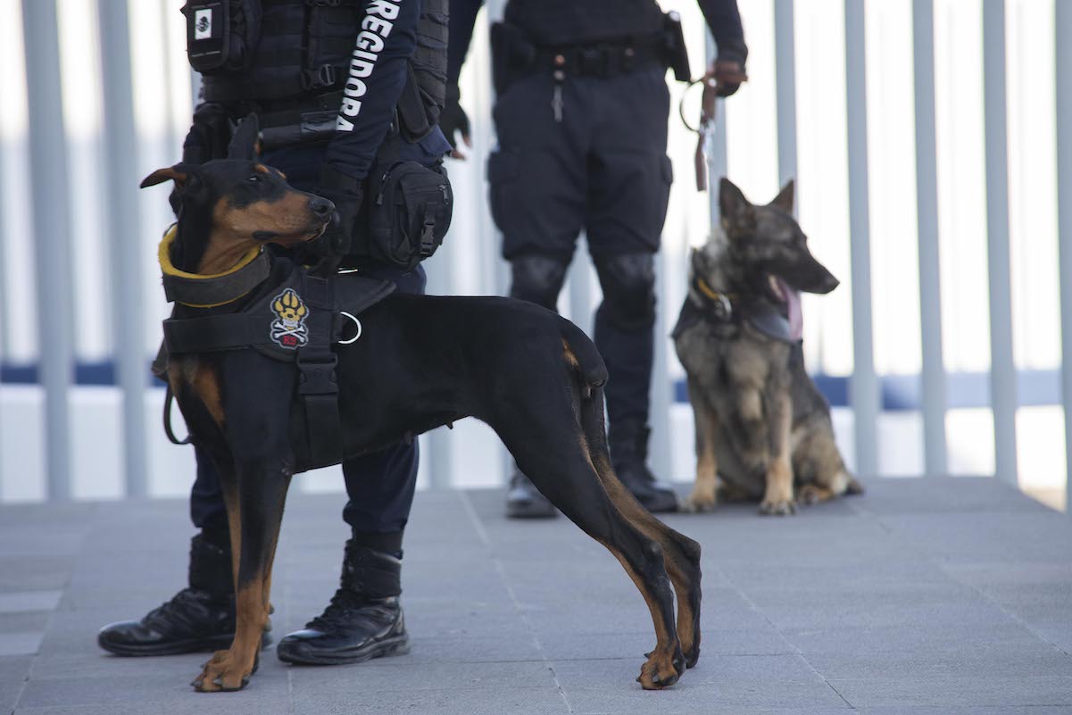 Lomitos policía, grandes aliados para la seguridad en Querétaro