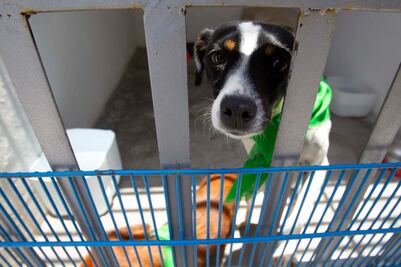 Estos son los casos de maltrato animal en proceso legal