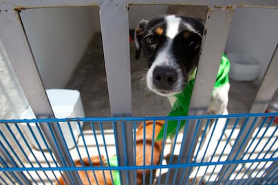 Estos son los casos de maltrato animal en proceso legal