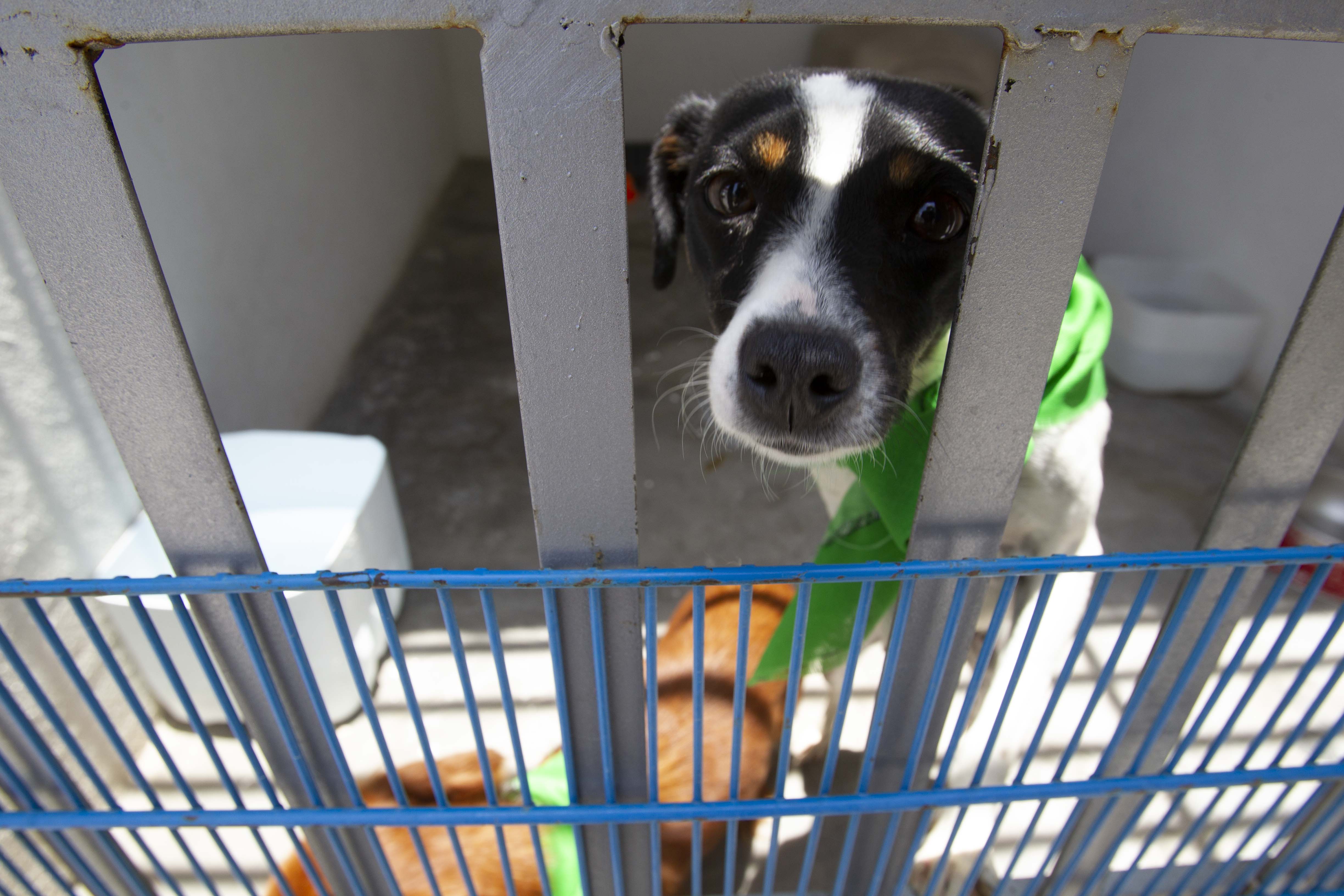 Estos son los casos de maltrato animal en proceso legal