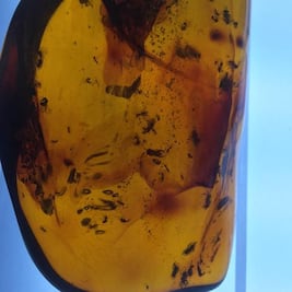 Exhiben en Chiapas milpiés milenario