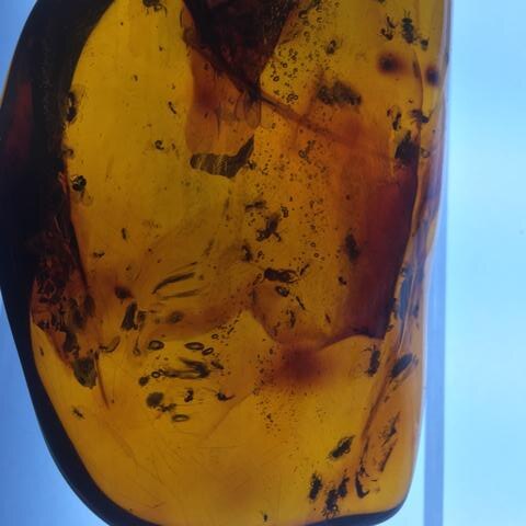 Exhiben en Chiapas milpiés milenario