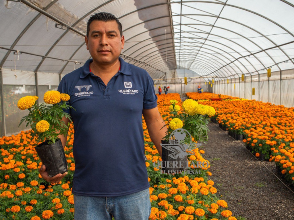 Cempasúchil del vivero municipal de Querétaro aviva la tradición