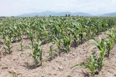 180 millones para productores