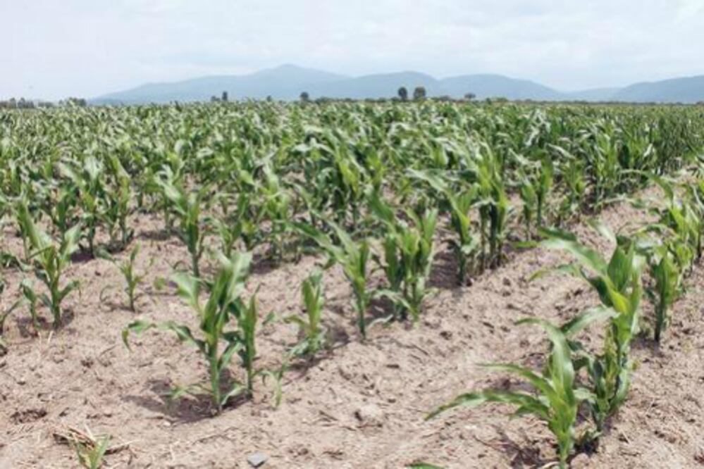 180 millones para productores