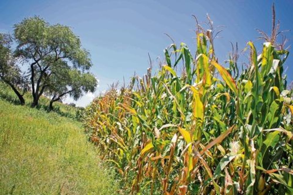 Desmonte es un delito federal