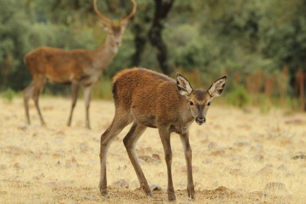Esperan cervatillos en PANEC