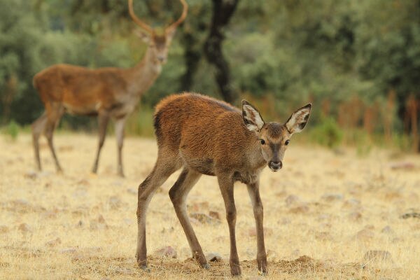 Esperan cervatillos en PANEC