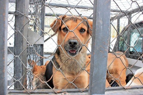 Daño a mascotas por vendedores