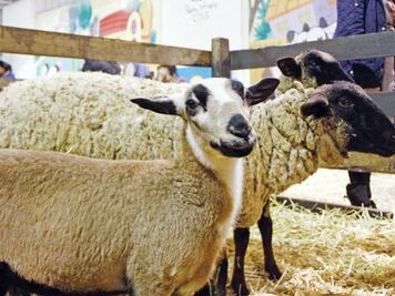 Buscan aumentar venta de cabras