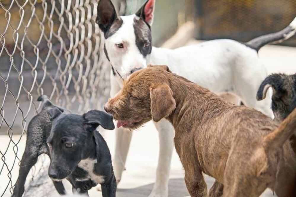 La sobrepoblación de perros y gatos es considerada una problemática de salud pública, alertan (ARCHIVO EL UNIVERSAL)