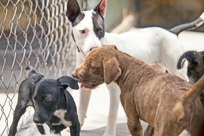 La sobrepoblación de perros y gatos es considerada una problemática de salud pública, alertan (ARCHIVO EL UNIVERSAL)