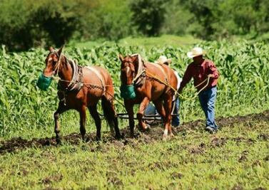 Fortalecerán campo en Sta Rosa Jáuregui