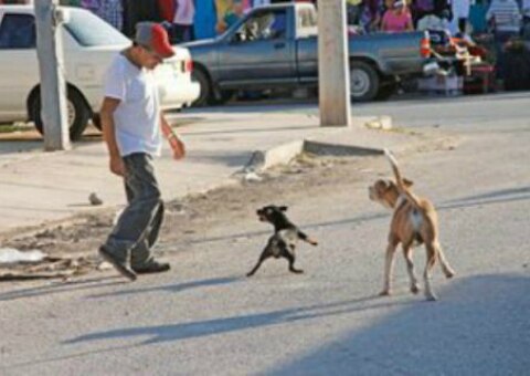 Más de 60 mil perros callejeros