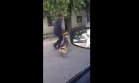 Denuncian supuesto caso de maltrato animal en Querétaro