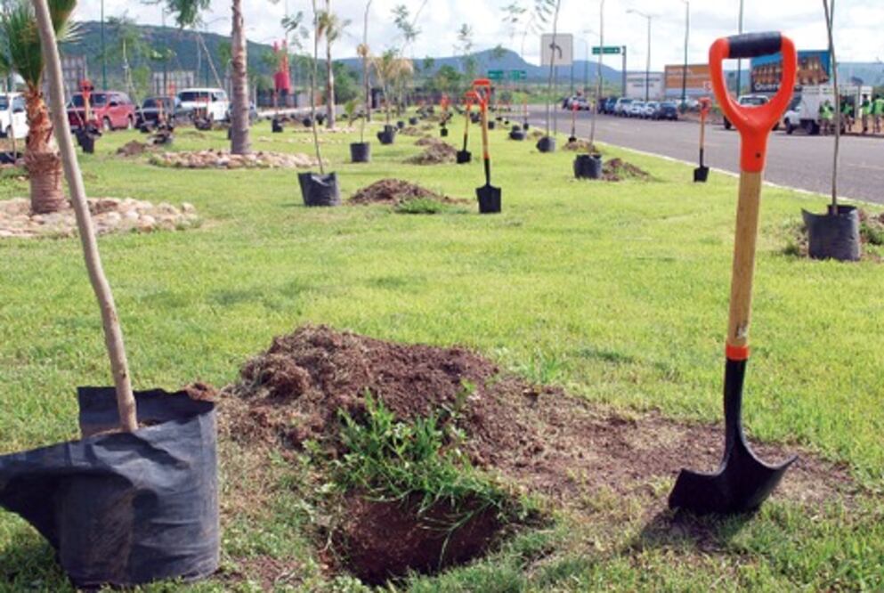 Reforestará Conafor