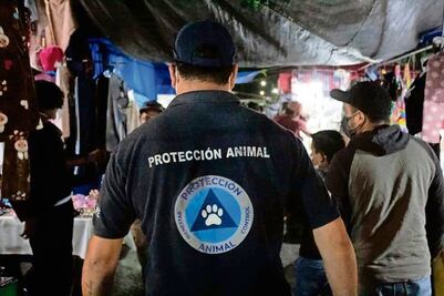 Agreden a seis funcionarios por rescatar perros y gatos en Querétaro