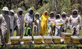IMPA de El Marqués busca mejorar manejo de abejas