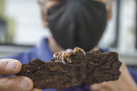 El Museo de Los Bichos en Querétaro abre sus puertas tras la pandemia del Covid-19 