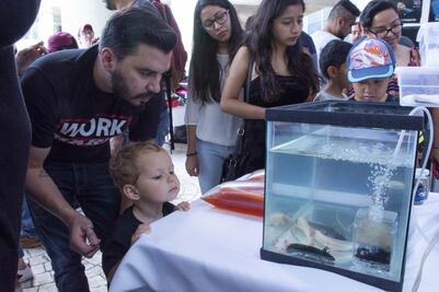 El ajolote, el enigmático anfibio mexicano