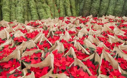Celebran el Día Nacional de la Nochebuena