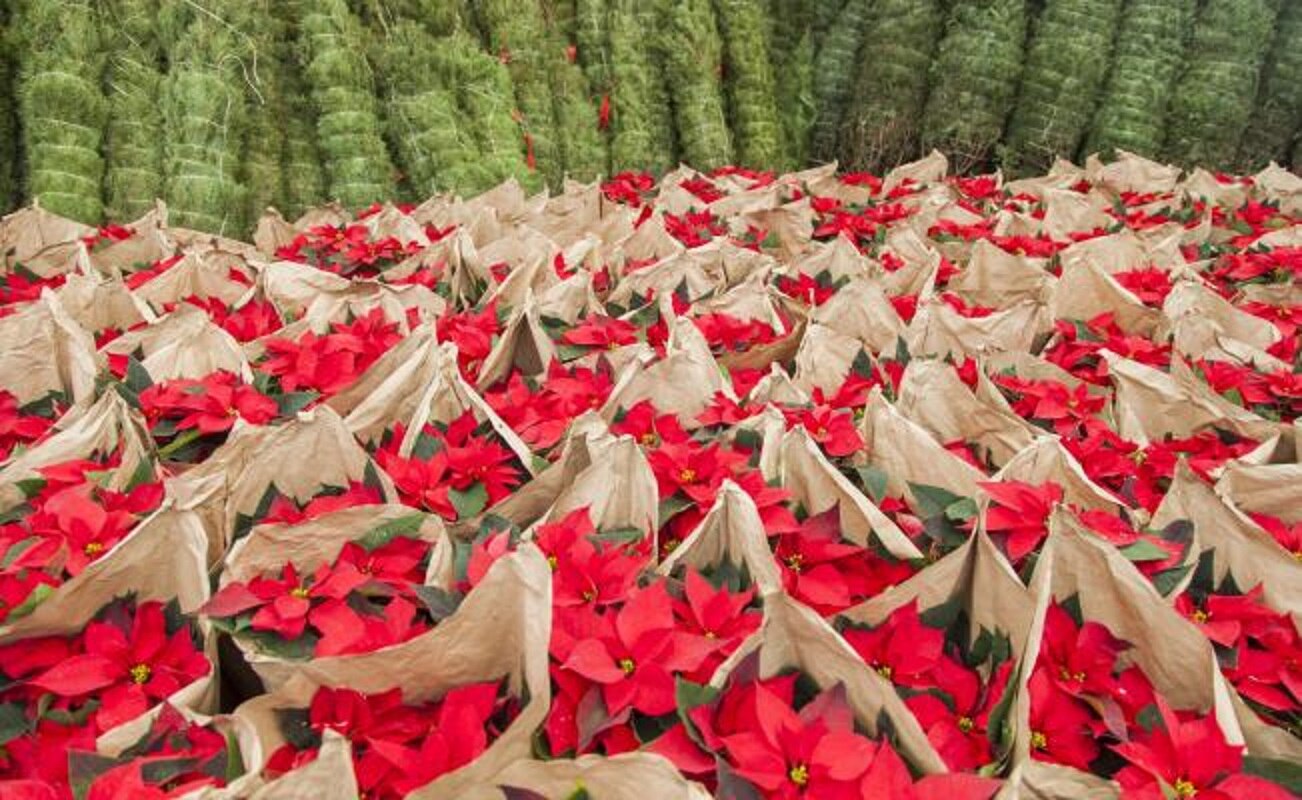 Celebran el Día Nacional de la Nochebuena