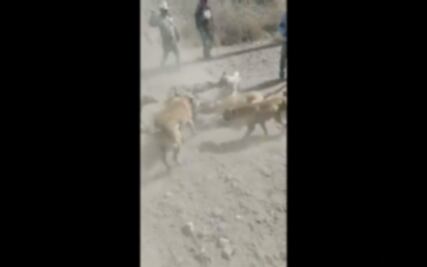 Perros atacan a supuesto ladrón, denuncian en redes; las autoridades desmienten