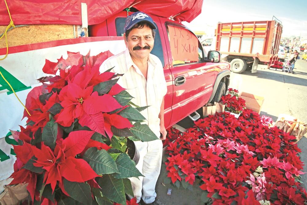 Marcial viene desde Michoacán para ofrecer a los queretanos la tradicional flor navideña. Comienza a vender las plantas desde el 18 de noviembre hasta el 22 de diciembre. Algunas requieren de tres meses para su cultivo (VÍCTOR PICHARDO)