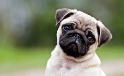 Cómo el rostro de los perros evolucionó para enternecer a los seres humanos