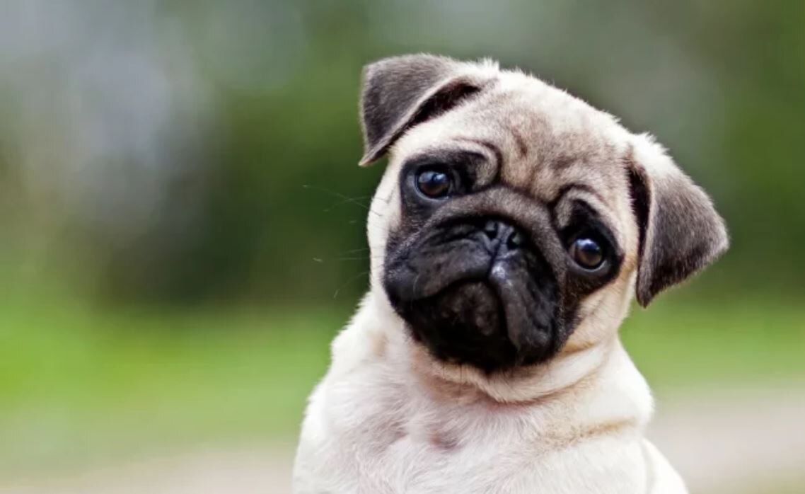 Cómo el rostro de los perros evolucionó para enternecer a los seres humanos