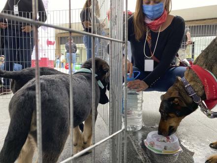 ¡En busca de un hogar! Arman feria para adoptar lomitos 