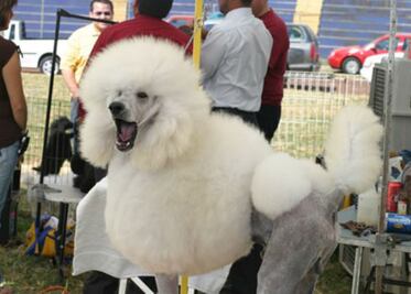 Anuncian expo canina en San Juan del Río